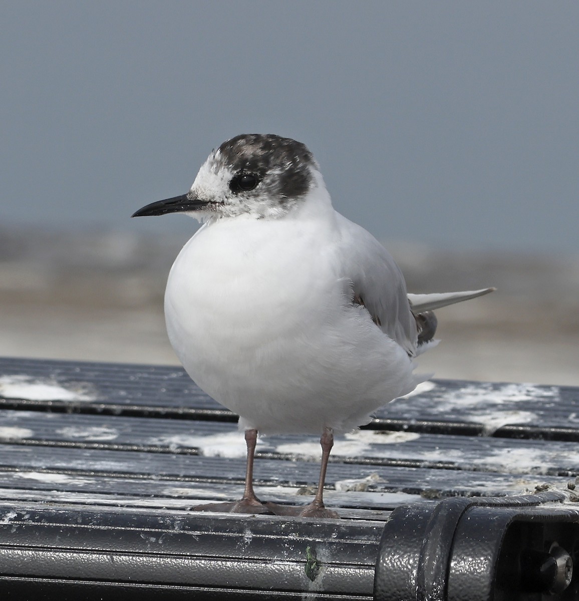 Little Gull - Willie D'Anna