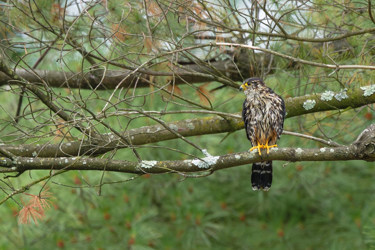 Merlin - ML637696082