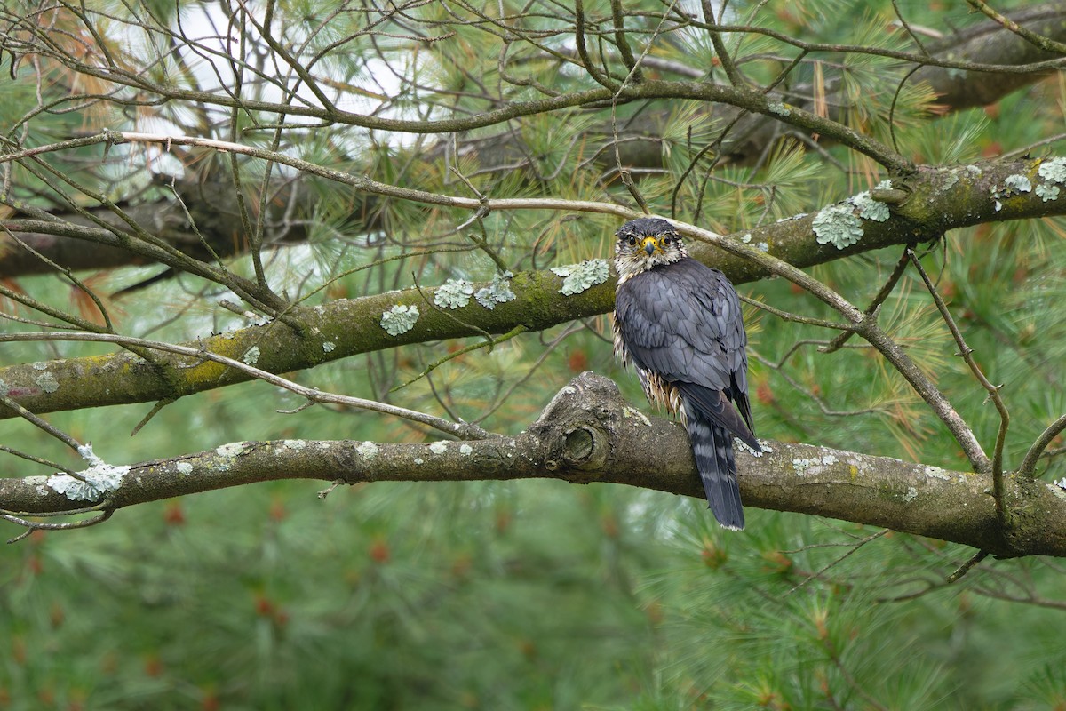 Merlin - ML637696086