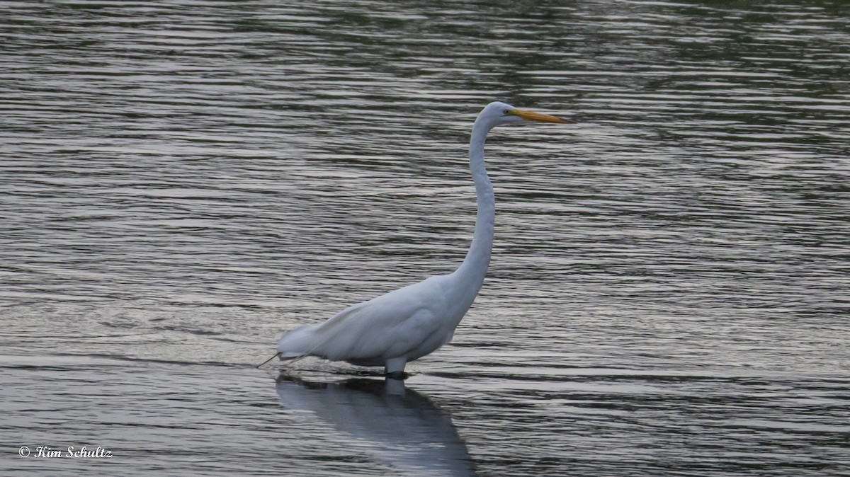 Great Egret (American) - ML637696125
