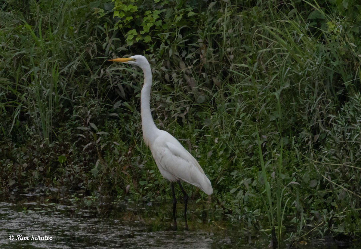 Great Egret (American) - ML637696131