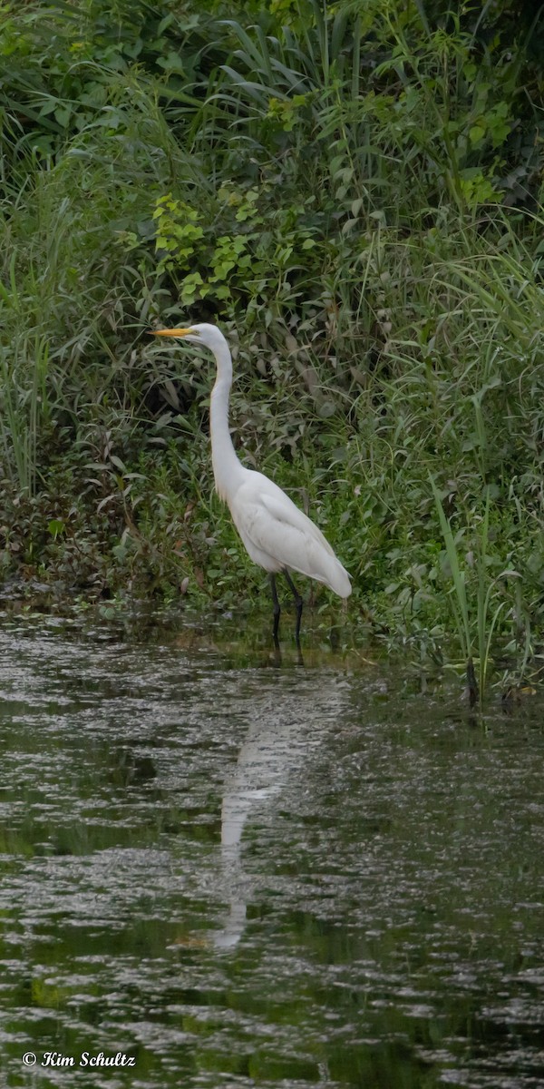 Great Egret (American) - ML637696132