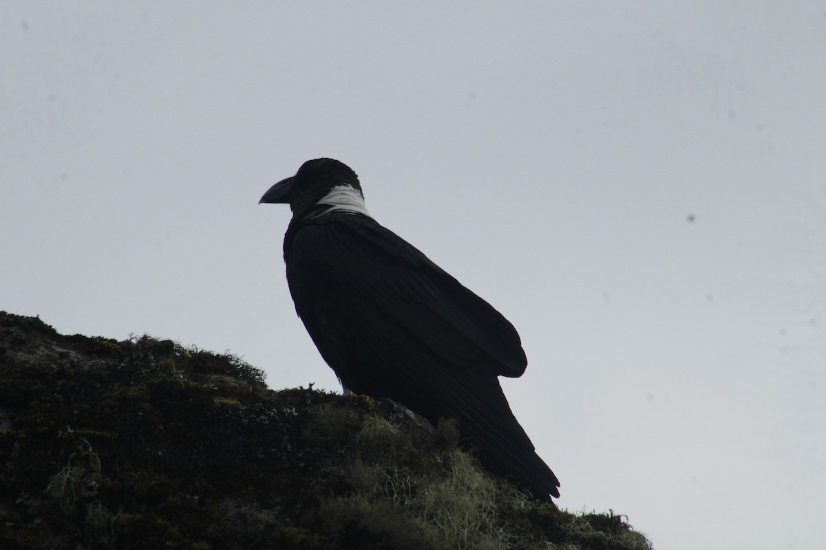 White-necked Raven - ML637696274