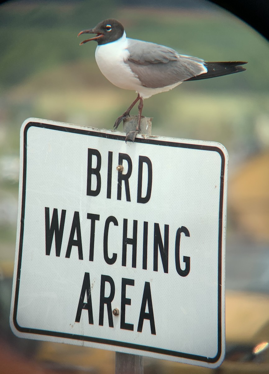 Laughing Gull - ML637696276