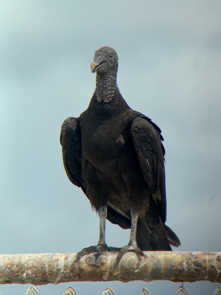 Black Vulture - ML637696305