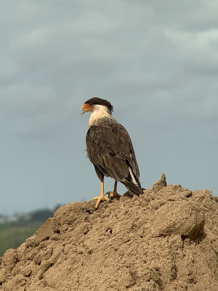 Crested Caracara - ML637696310