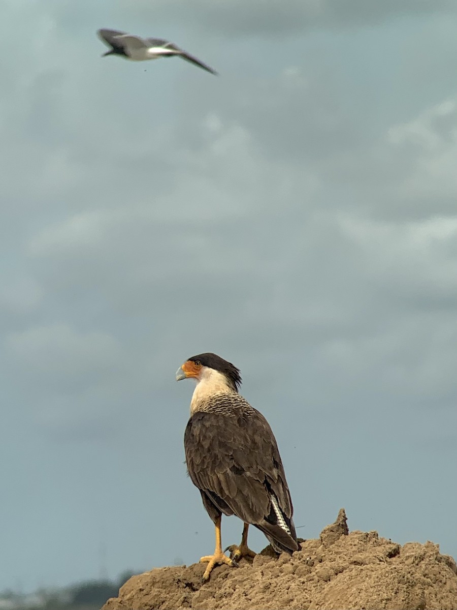 Crested Caracara - ML637696311