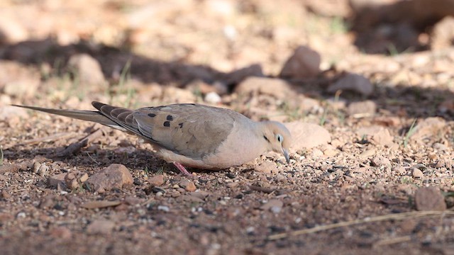 Mourning Dove - ML637696427