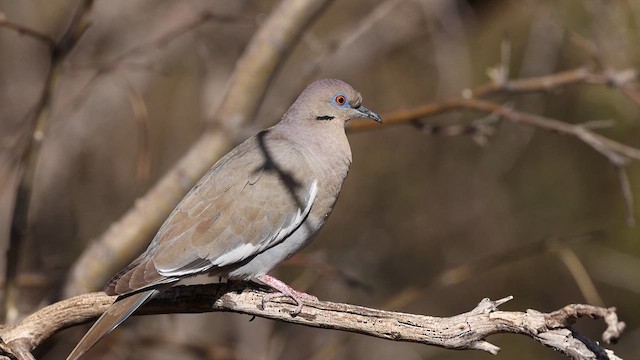 White-winged Dove - ML637696434