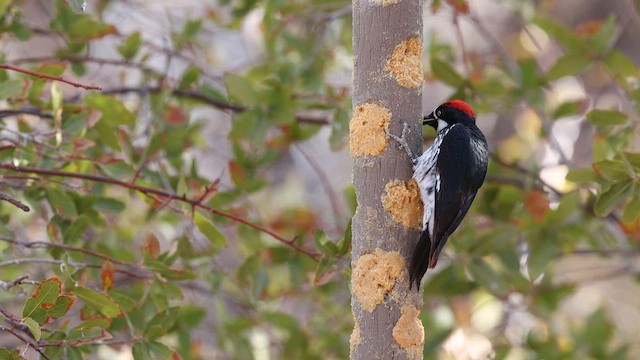 Acorn Woodpecker - ML637696452