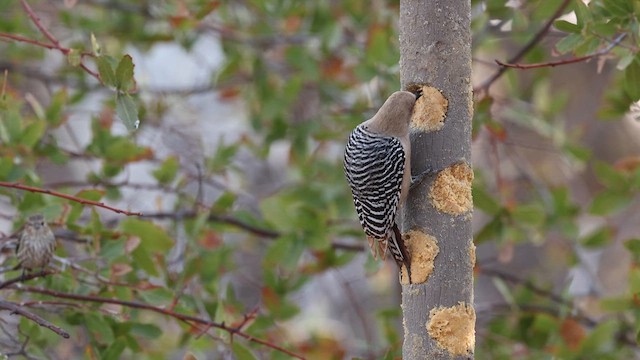 Gila Woodpecker - ML637696455