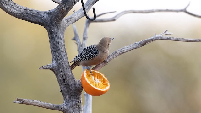 Gila Woodpecker - ML637696459