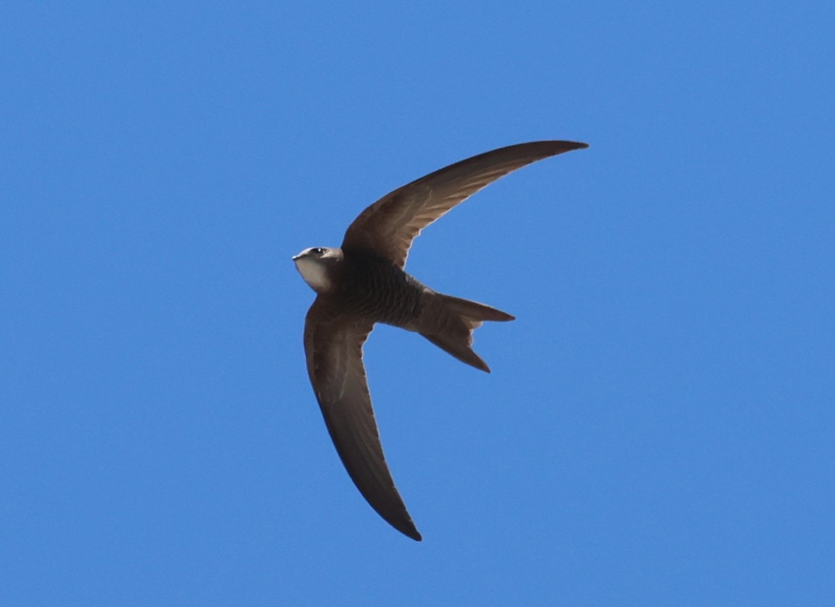 ウスアマツバメ - ML637696461
