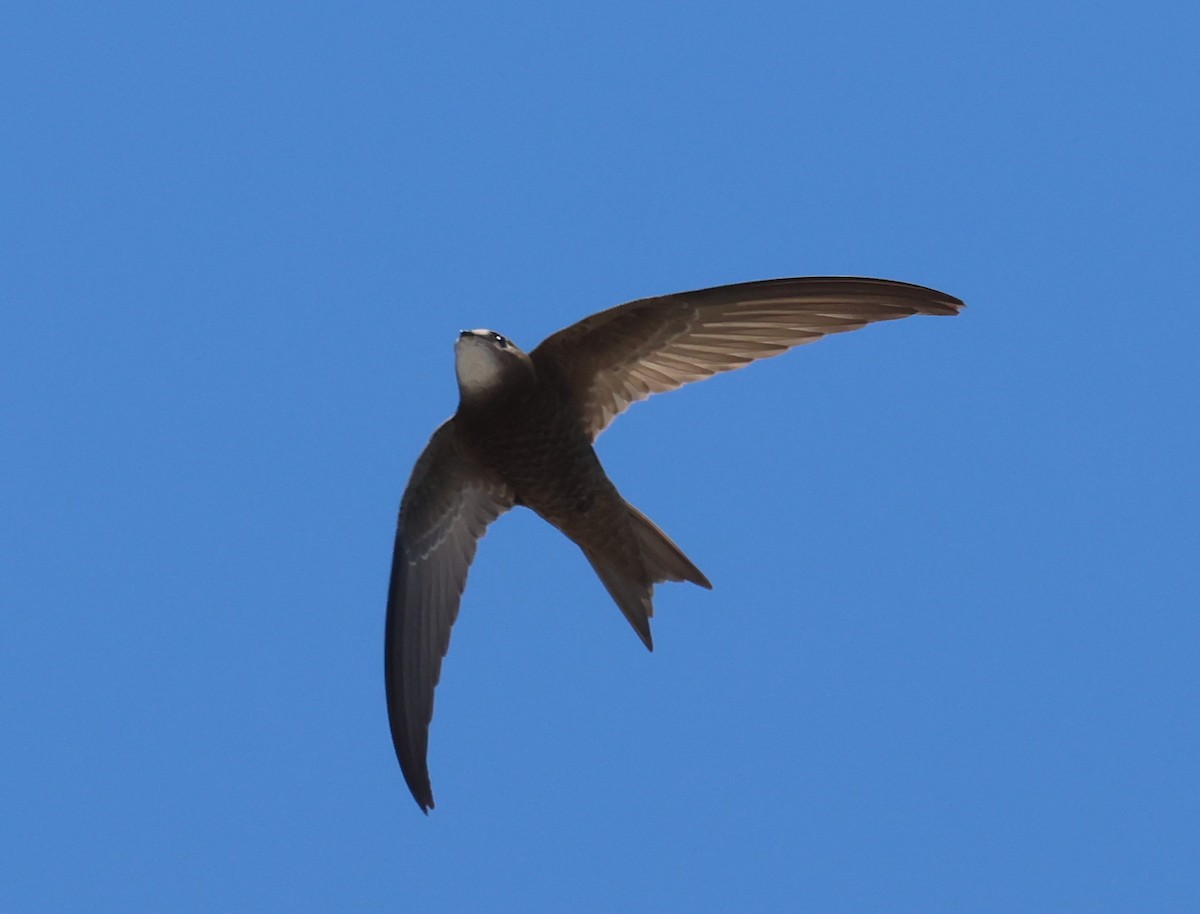 ウスアマツバメ - ML637696462