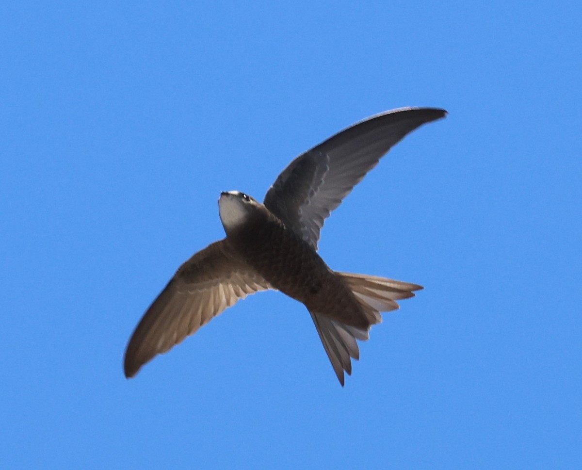 ウスアマツバメ - ML637696463