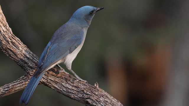 Mexican Jay - ML637696464