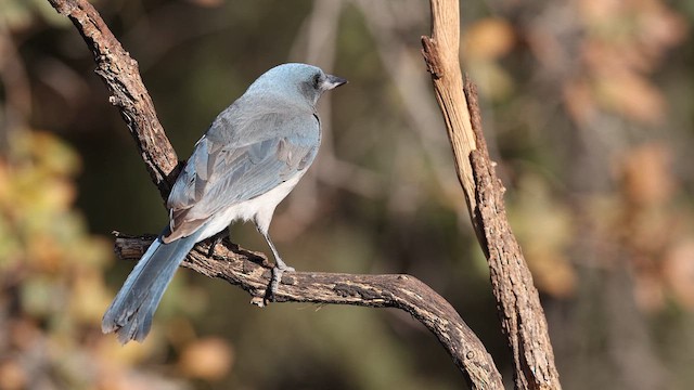 Mexican Jay - ML637696471