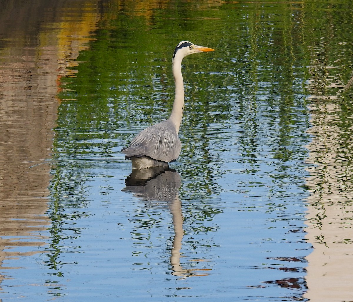 アオサギ - ML637696478