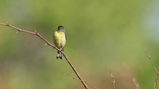 Lesser Goldfinch - ML637696521
