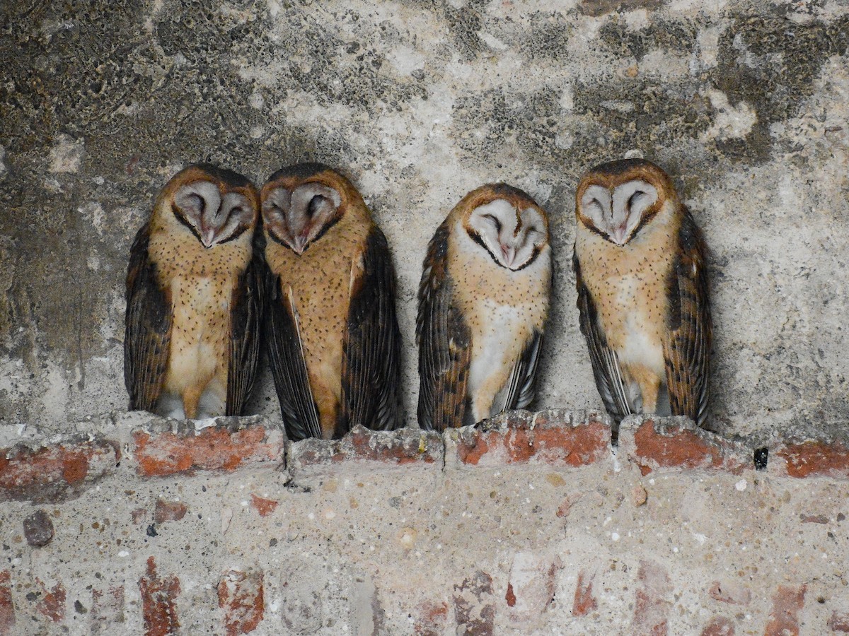 American Barn Owl - ML637696554