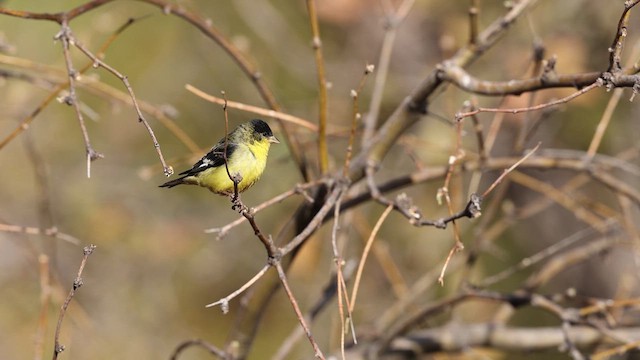 Lesser Goldfinch - ML637696558