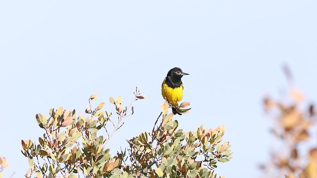 Scott's Oriole - ML637696566