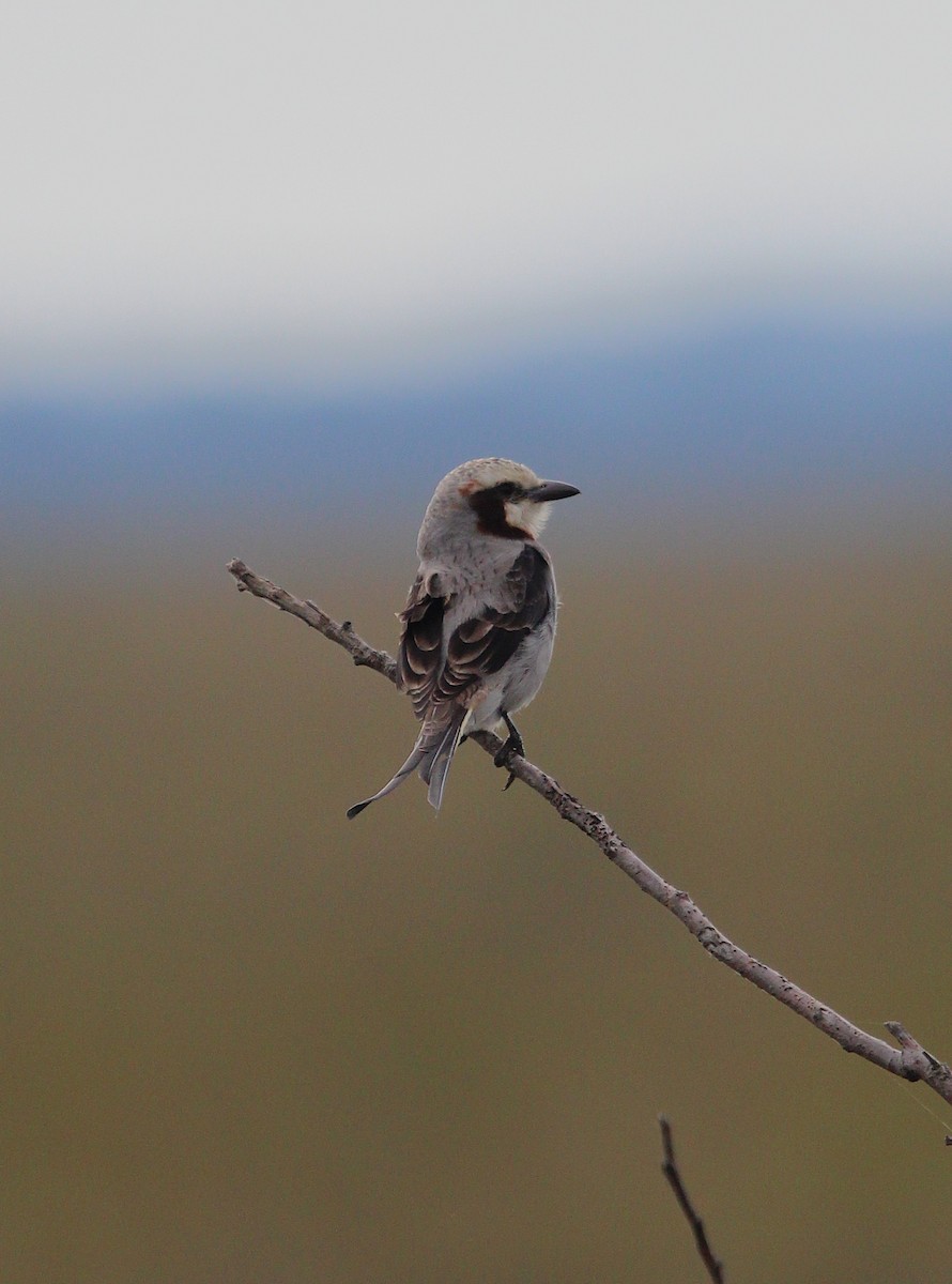 Streamer-tailed Tyrant - ML637696567