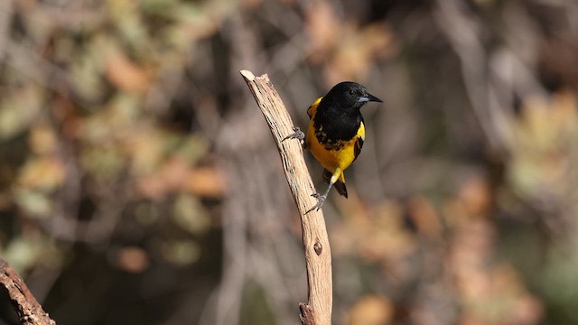 Scott's Oriole - ML637696568