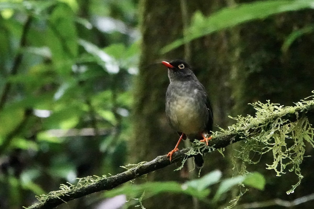 Slaty-backed Nightingale-Thrush - ML637696575