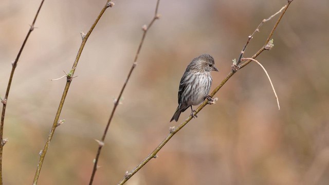 Pine Siskin - ML637696593