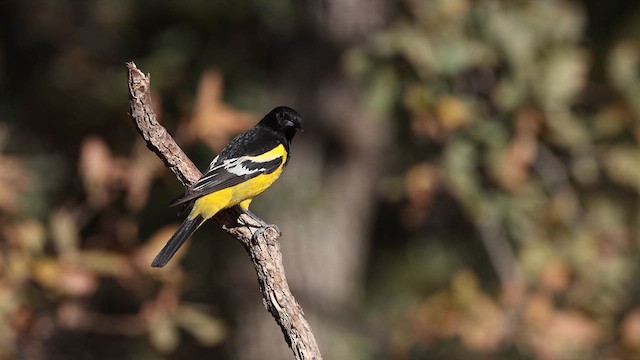 Scott's Oriole - ML637696594