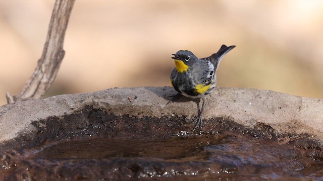 myrteparula (auduboni) (sitronstrupeparula) - ML637696596