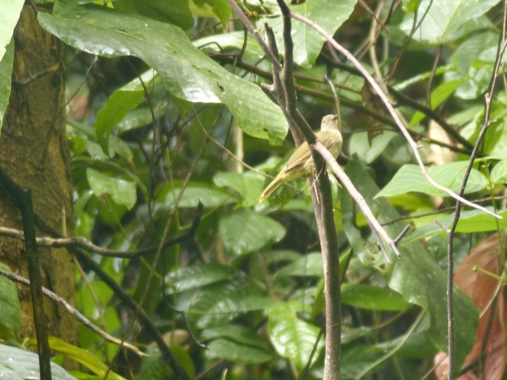 bulbul brýlatý - ML637696598