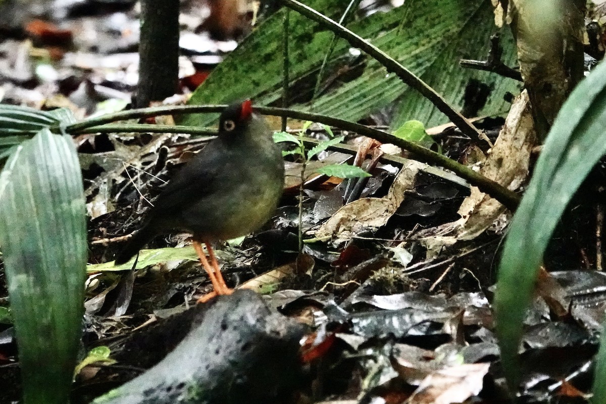 Slaty-backed Nightingale-Thrush - ML637696599