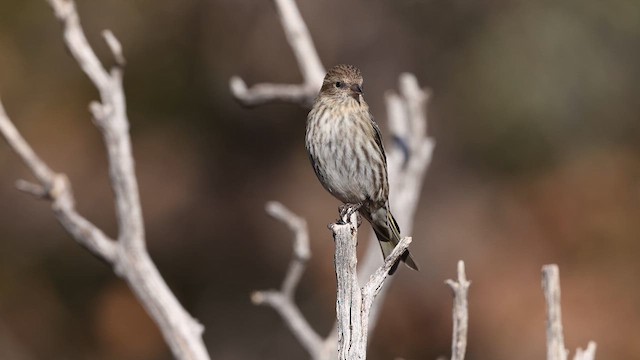 Pine Siskin - ML637696619