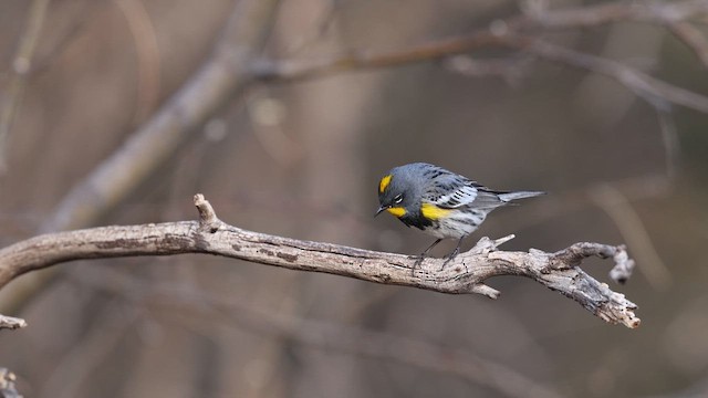 myrteparula (auduboni) (sitronstrupeparula) - ML637696622