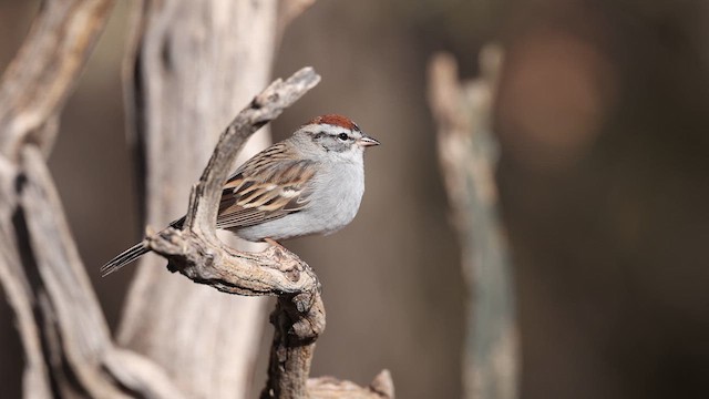 Chipping Sparrow - ML637696625