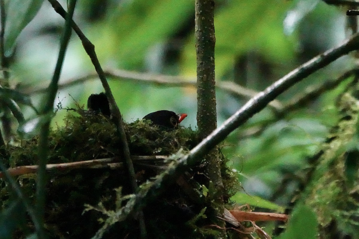 Slaty-backed Nightingale-Thrush - ML637696631