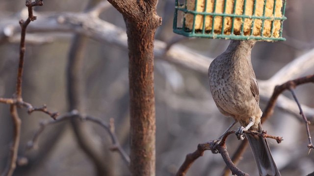 Curve-billed Thrasher - ML637696633