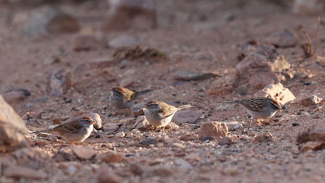 Chipping Sparrow - ML637696635