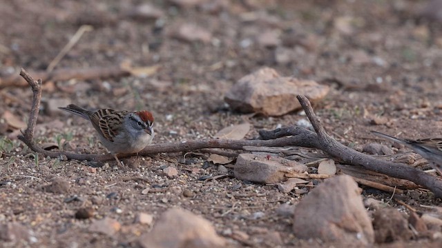 Chipping Sparrow - ML637696636