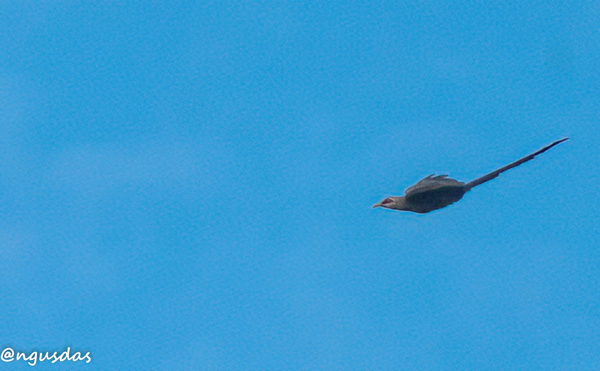 Green-billed Malkoha - ML637696639