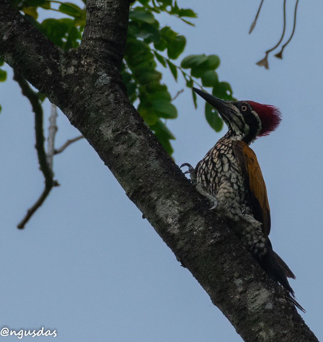 Greater Flameback - ML637696666