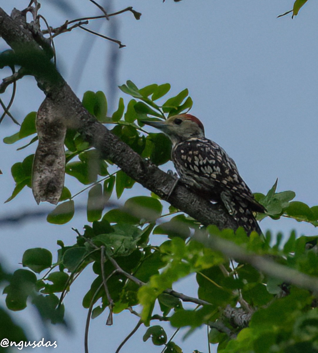 Yellow-crowned Woodpecker - ML637696672