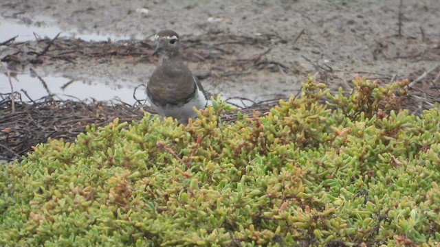Rufous-chested Dotterel - ML637696677