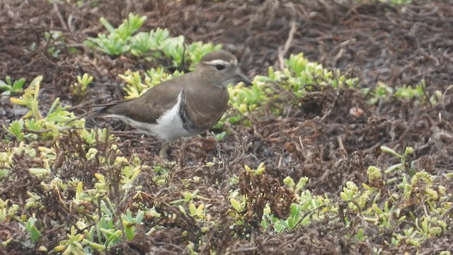 Rufous-chested Dotterel - ML637696686