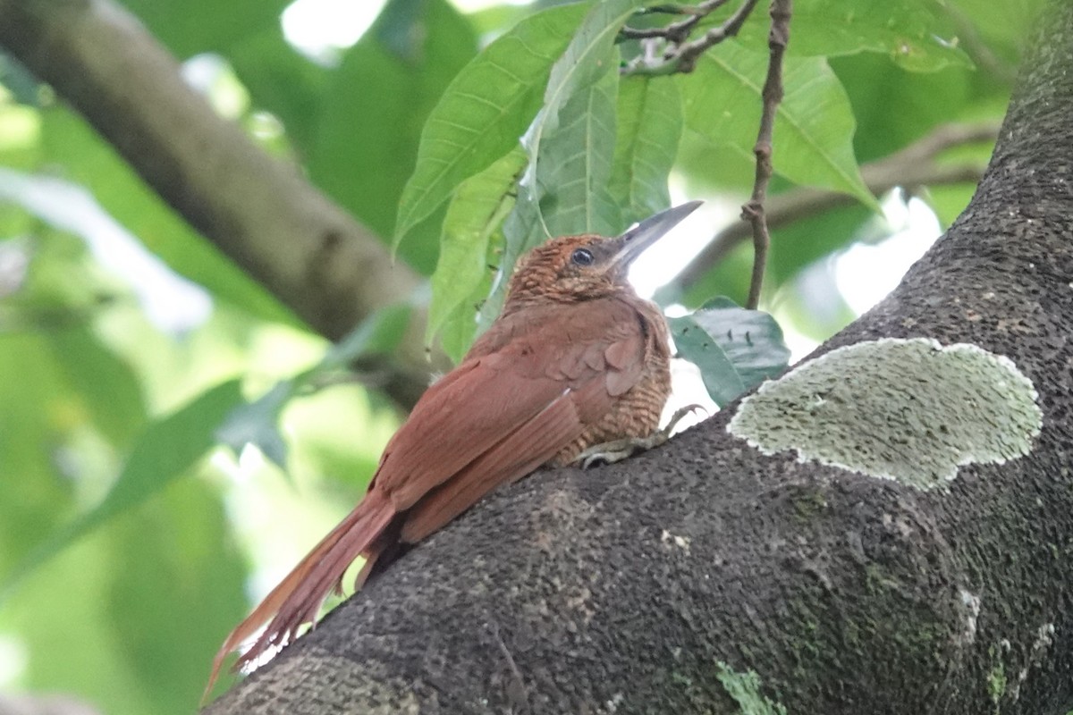 Northern Barred-Woodcreeper - ML637696698