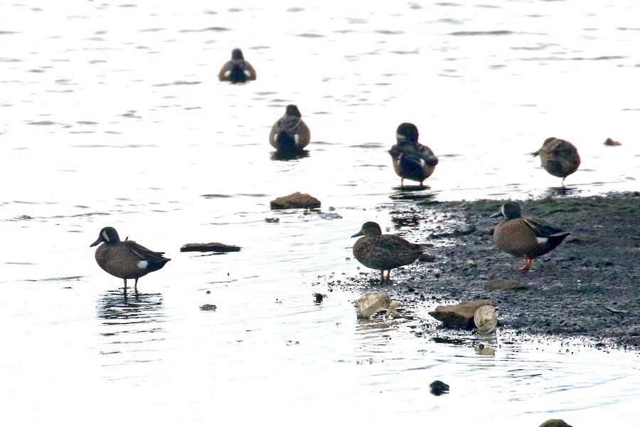 Blue-winged Teal - ML637696703