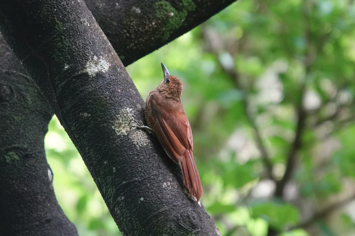 Northern Barred-Woodcreeper - ML637696706