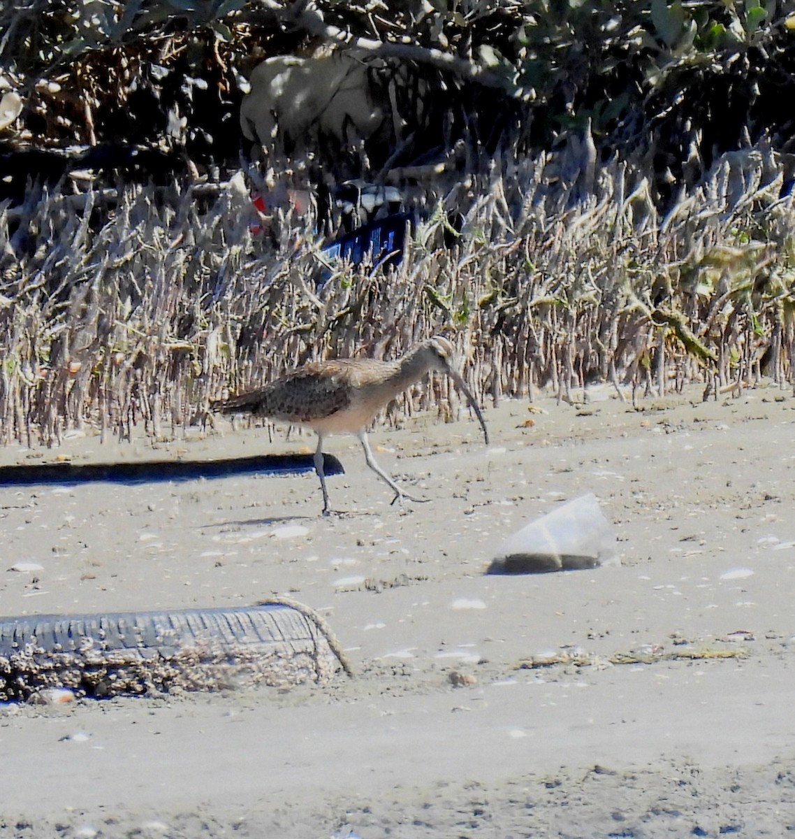 Regenbrachvogel (hudsonicus) - ML637696722